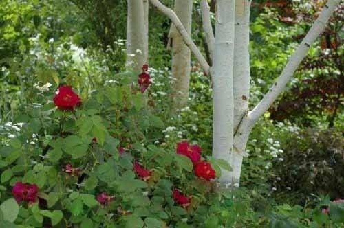 Brzoza wielopienna doorenbos 20-40cm P9 na Arena.pl