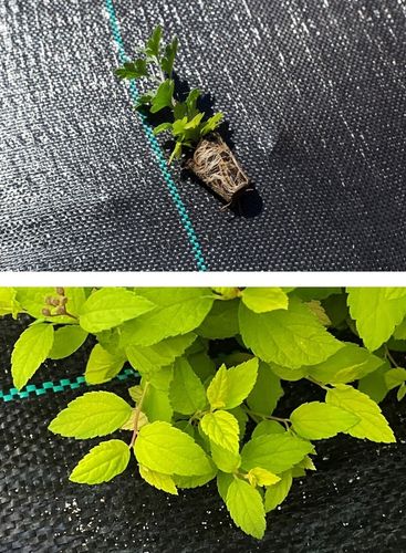 AGROTKANINA 110G 3,2x50m PREMIUM UV 3% AGROWŁÓKNINA CZARNA MATA + KOŁKI na Arena.pl