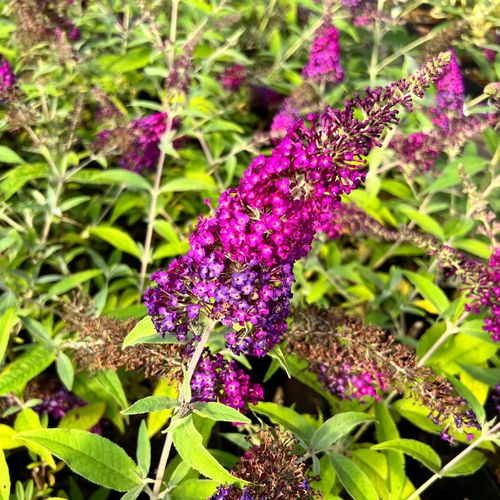 Budleja Dawida 'Magenta Munchkin' (Buddleja davidii) Doniczka 2.0L na Arena.pl