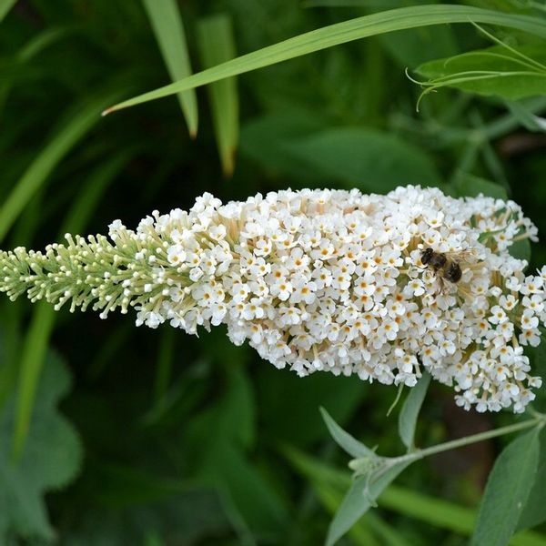 Budleja biała White Profusion C2 na Arena.pl