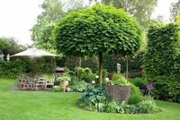 KLON kulisty zielony szczepiony Globosum - sadzonki 180 / 200 cm