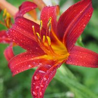 Liliowiec SAMMY RUSSELL Długokwitnący Czerwony Sadzonki w doniczkach 1L