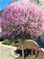 MIGDAŁEK na pniu dorosła roślina - sadzonki 160 / 180 cm