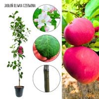 Jabłoń Oliwka Czerwona jabłka na kompot 180-220 cm