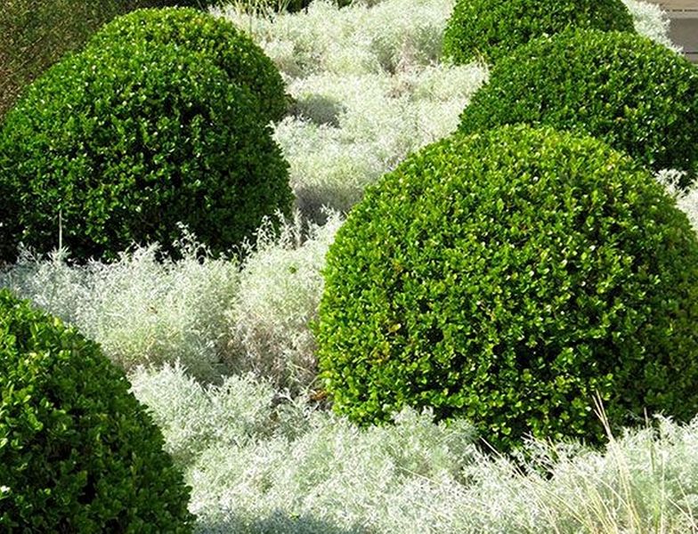 BERBERYS KOBOLD MINIATUROWE KULECZKI zdjęcie 1