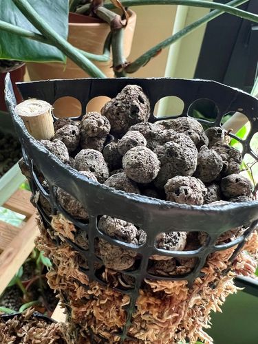 Palik z mchu 80cm sphagnum Podpora do roślin na Arena.pl