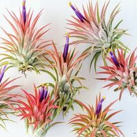 Oplątwa Tillandsia Ionantha Red Air plants Roślina Żyjąca w Powietrzu !