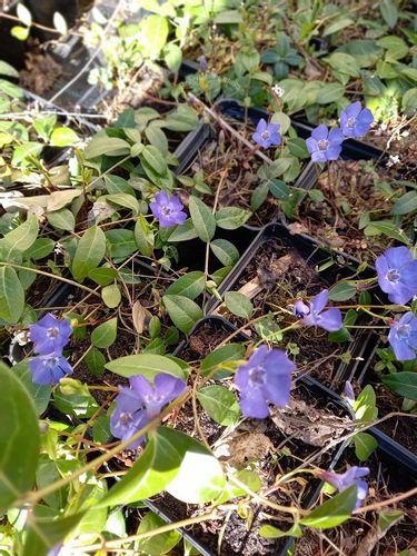 Barwinek pospolity zimozielona bylina okrywowa na Arena.pl