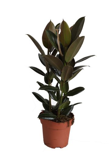 FIKUS ELASTIKA MELANY 60cm na Arena.pl