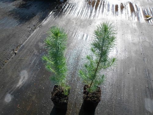 Sosna pinia pinus pinea P9 na Arena.pl