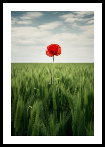 Plakat 30x45cm Samotny Mak na Polu na Arena.pl