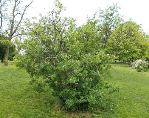 KARAGANA SYBERYJSKA sadzonki w don. Miododajna !!! na Arena.pl