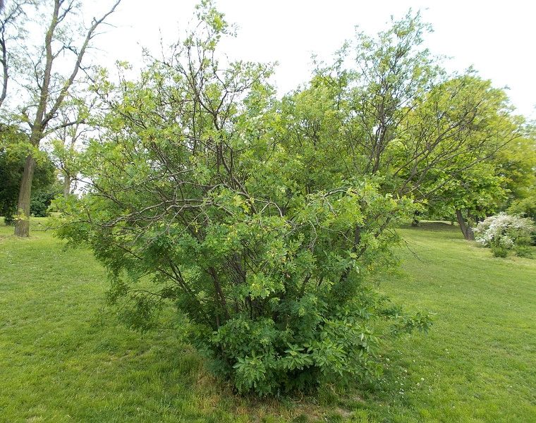 KARAGANA SYBERYJSKA sadzonki w don. Miododajna !!! zdjęcie 3