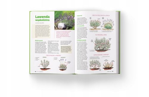 SZKOŁA CIĘCIA Alicja Grabowska Lucyna Grabowska na Arena.pl