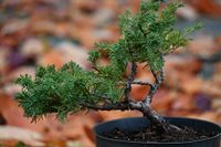 Jałowiec chiński Shimpaku - Juniperus chinensis  0043
