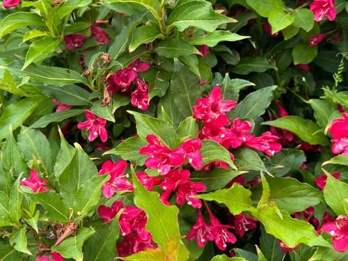 Krzewuszka cudowna 'Red Prince' (Weigela florida) Doniczka 2.0L na Arena.pl