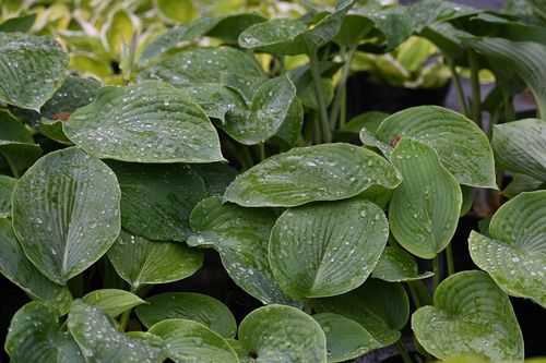 Funkia Blue Mammoth - Hosta Blue Mammoth na Arena.pl