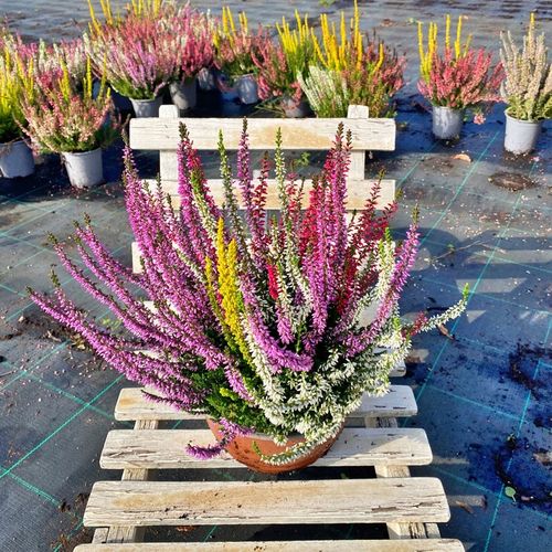 Wrzos Misa Jesienna Kompozycja Czterokolorowa Ładne Kolorowe Donice na Arena.pl