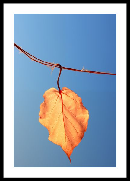 Plakat 30x45cm Ostatni Liść zdjęcie 3