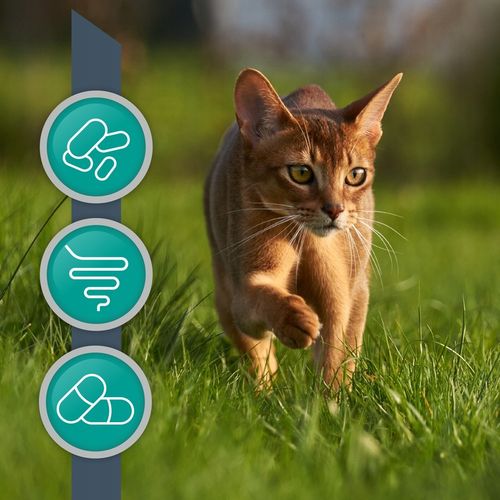 Suplement dla psów i kotów przeciw zjadaniu odchodów Vet Expert Coprovet na Arena.pl