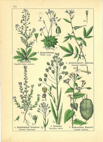 Walet Kier - dyptyk 17,5x23,2 cm na Arena.pl