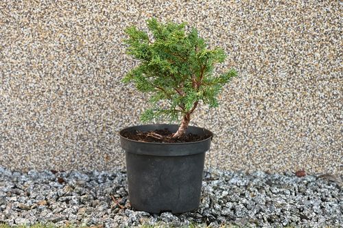 Jałowiec chiński Shimpaku - Juniperus chinensis 0056 na Arena.pl