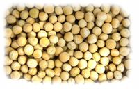 Groch żółty zanęta,ziarno dla gołębi, ptaków, ryb