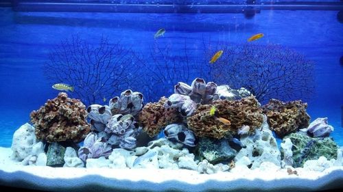 5KG WAPIEN CZERWONY ZESTAW SKAŁ DO AKWARIUM MALAWI na Arena.pl