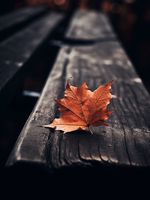 Plakat 15x20cm Pojedynczy Liść