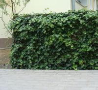 BLUSZCZ ZIMOZIELONY - sadzonki  w doniczkach !