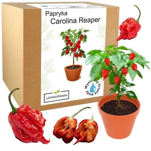 ZESTAW DO UPRAWY PAPRYKA CAROLINA REAPER HP22B RED NASIONA NAJOSTRZEJSZA na Arena.pl