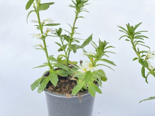 Scewola (Scaevola) biała, sadzonka na Arena.pl