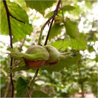 ORZECH LASKOWY 1kg ORZECHY LASKOWE,CAŁY ŁUSKANY, HAZELNUT HiFOOD