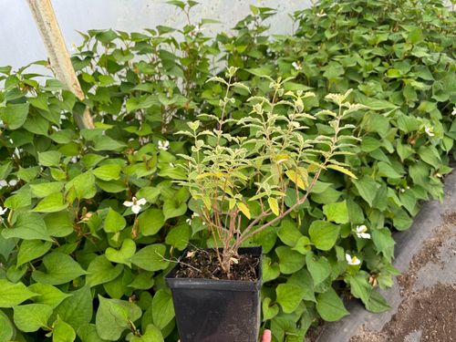 Barbula klandońska 'White Surprise' Białe Liście (Caryopteris clandonensis) na Arena.pl