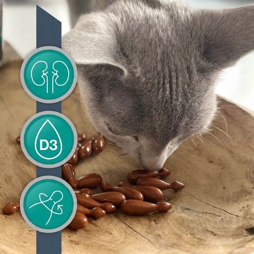 Preparat dla psów kotów na nerki Vet Expert Renalvet 60 kapsułek twist-off na Arena.pl