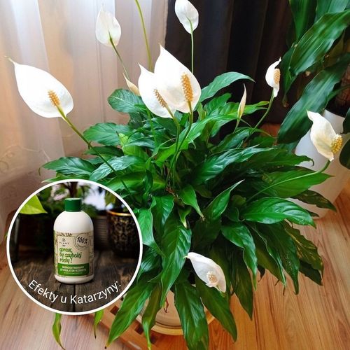 Spraw, by szybciej rosły 500 ml | Plant lover| stymulator wzrostu do roślin na Arena.pl