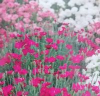 product-compare-54826276