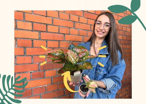 Liść laurowy przyprawa do kuchnii dodatek do zup na Arena.pl