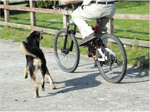 Pet Corrector 30ml na Arena.pl