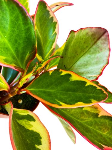 PEPEROMIA GINNY 20cm na Arena.pl
