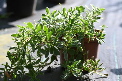 Rozchodnik Tricolor - Sedum spurium na Arena.pl
