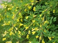 P9 KARAGANA SYBERYJSKA MIODODAJNA