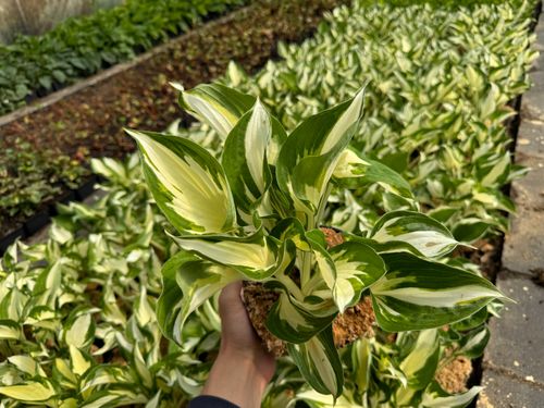 Funkia Hosta 'Fire and Ice'  Biało Zielone Liście Doniczka 2.0L na Arena.pl