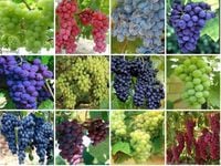 WINOGRON szczepiony pakiet 12 kolorów - sadzonki 5 / 10 cm