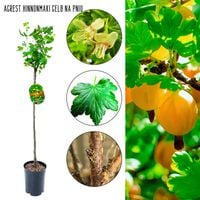 Agrest NA PNIU Hinnonmaki Gelb żółte owoce 80-120 cm