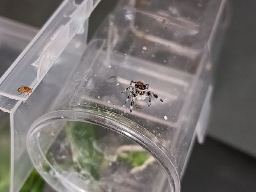 SAMICA Skakun Królewski Phidippus regius SOROA L6/L7 +SIATKA GRATIS skakuny na Arena.pl