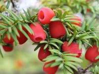 CIS POSPOLITY Taxus baccata - NASIONA 140 sztuk - 10g.