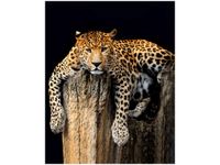 OBRAZ DZIKI KOT LAMPART