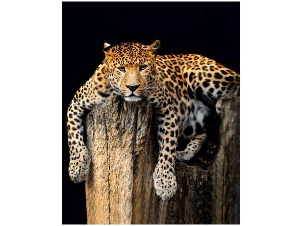 Obraz Dziki kot lampart zdjęcie 1