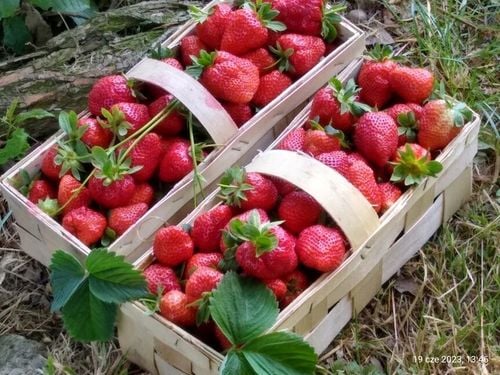 TRUSKAWKA TRUSKAWKI SADZONKI TRUSKAWEK DONICZKOWANA GIGANT na Arena.pl